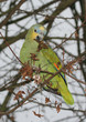 green parrot