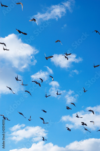 Foto: flying pigeons flying pigeons