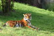tiger