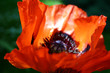coquelicot coquelicot