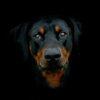 sydney the dobermann