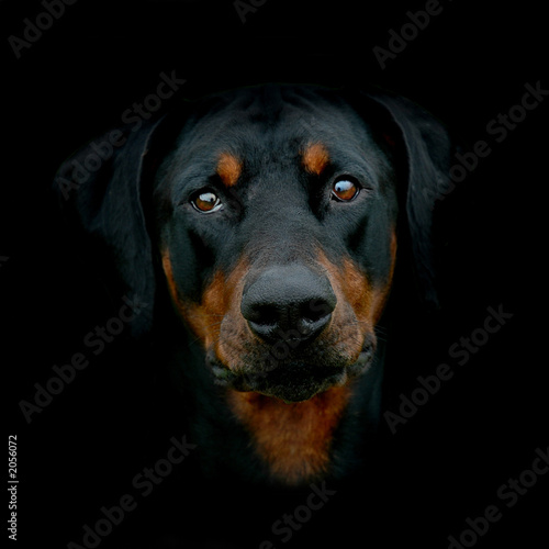 Photo: sydney the dobermann sydney the dobermann