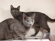 russian blue
