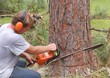 sawing a tree
