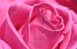 pink rose