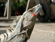 lizard with petal
