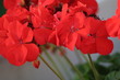 fleurs rouges 1