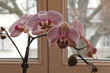 orchidée