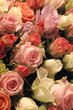 roses 2