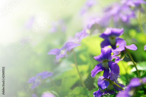 Photo: violets violets