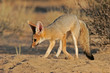 cape fox