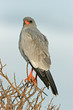 pale chanting goshawk