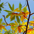 feuilles de châtaignier feuilles de châtaignier
