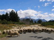 sheeps