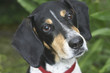 hound dog hound dog