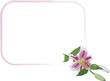 pink lily - vector illustration pink lily - vector illustration