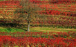 baum inmitten von weinreben