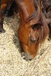 cheval marron