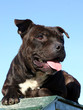 pit bull d'amour