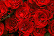 red roses red roses