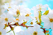 cherry tree branch in bloom