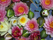 water lilies water lilies