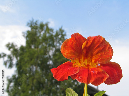 Photo: viola viola