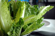 romaine lettuce
