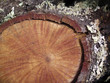 firewood trunk