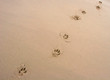 dog prints