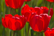 spring tulips impregnated by the sun