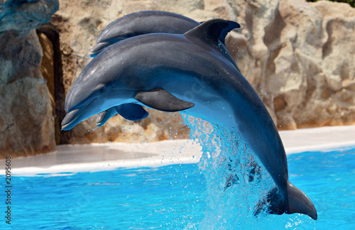 dolphins dolphins