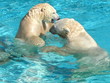 ours polaire