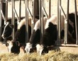 italian cows