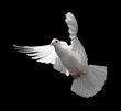 Photo: white dove in flight 9 white dove in flight 9