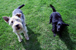 Leinwandbild Motiv due cani in giardino
