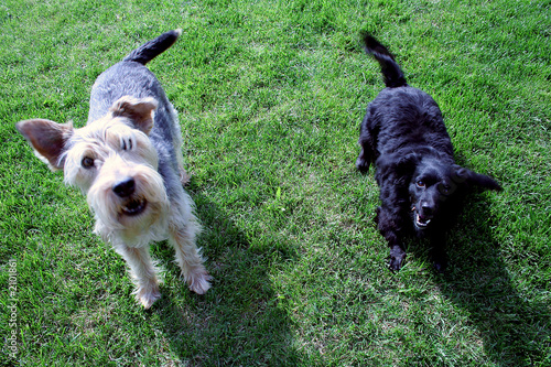 Leinwandbild Motiv due cani in giardino