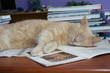 chat dormant chat dormant