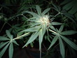 fleur de cannabis fleur de cannabis