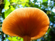 mushroom 4