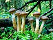 mushrooms 4