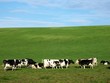 kühe auf der weide kühe auf der weide