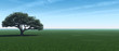 Leinwandbild Motiv tree_panorama