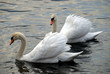 swan