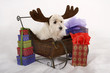 reindog on a sleigh