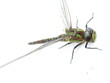 libelle libelle