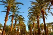 allee de palmiers,cannes allee de palmiers,cannes