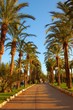 cannes ,ses allees