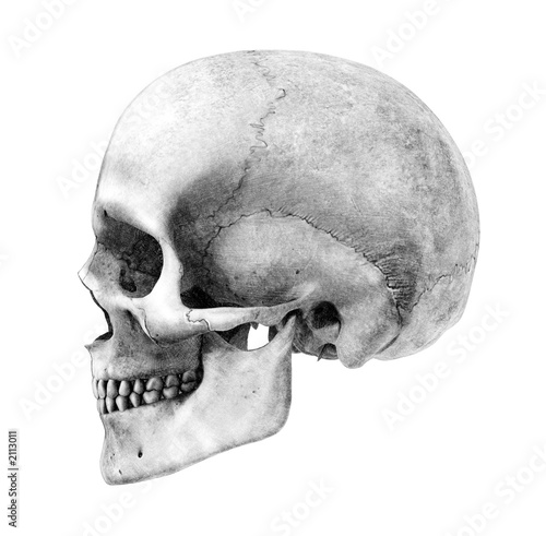 human skull side. human skull - side - pencil