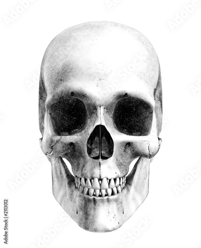 human skeleton drawing. human skull - front - pencil